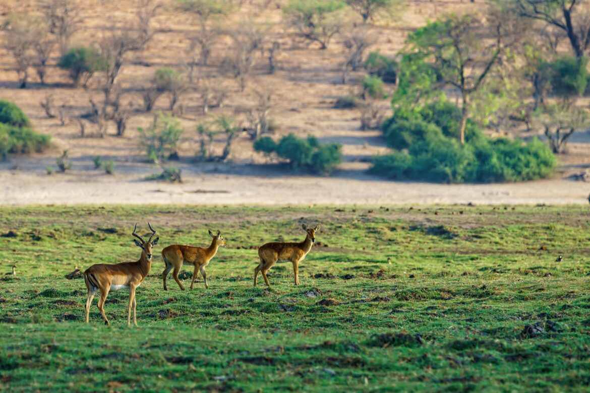 Beautiful shot of deer standing on a grassy field with a blurred natural background